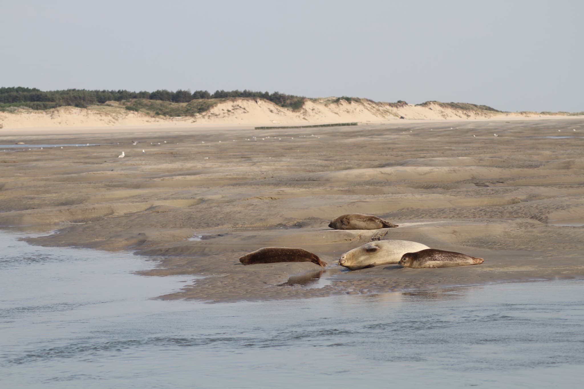 Phoques allongés sur un banc de sable à marée basse, devant une ligne de dunes boisées