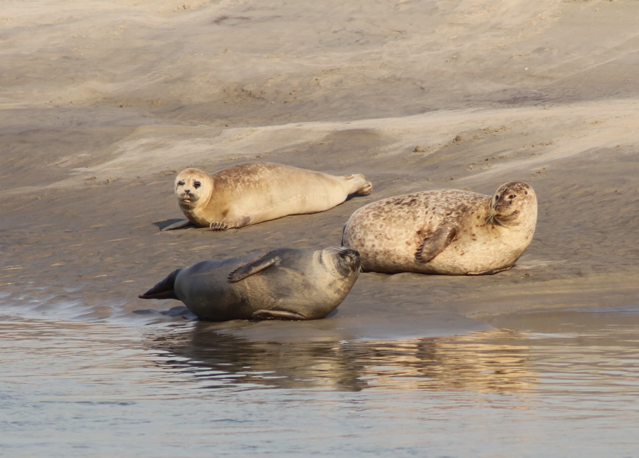 Trois phoques au repos sur un banc de sable humide, au bord de l’eau