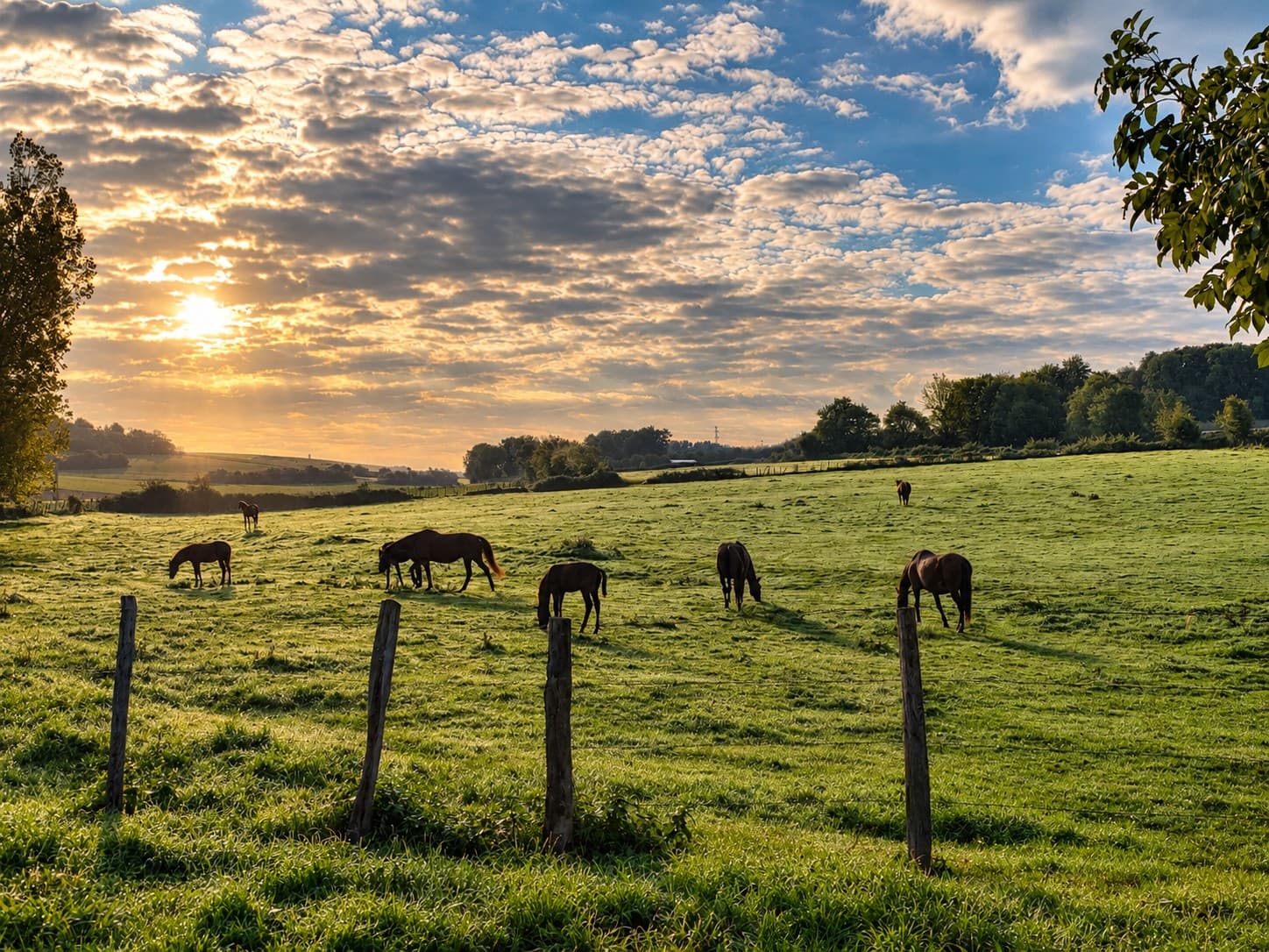 Chevaux dans une prairie vallonnée du Montreuillois sous la lumière du soleil couchant